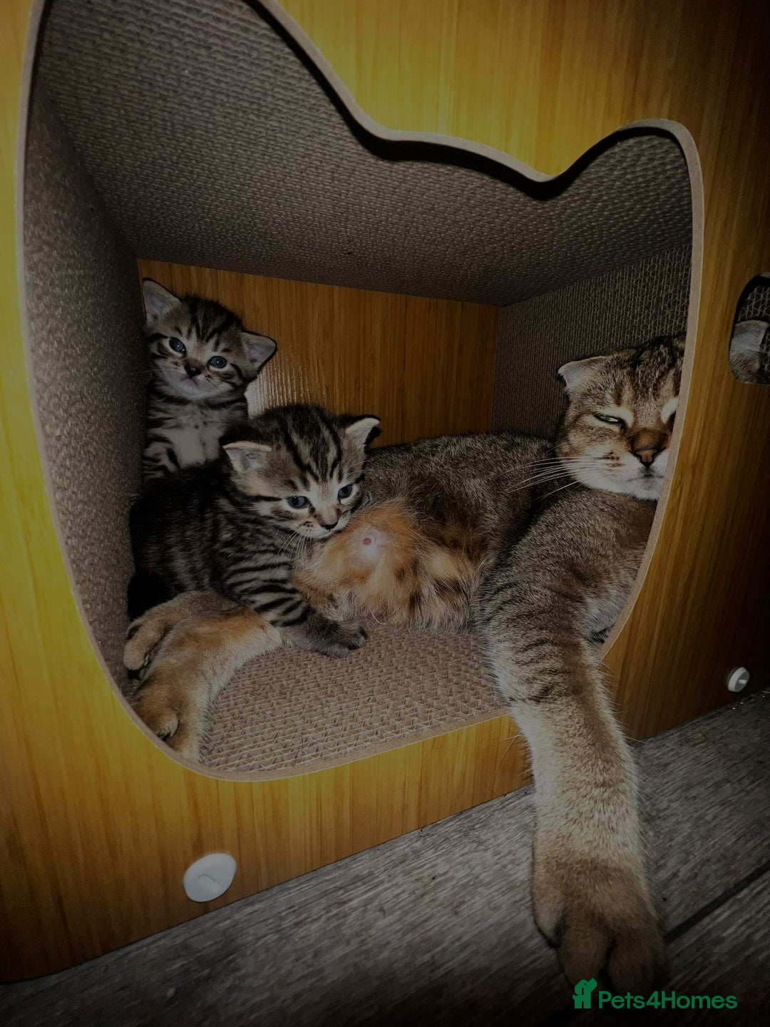 Scottish Fold cats for sale: ADORABLE SCOTTISH FOLD KITTENS - Advert 2