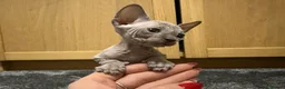 Sphynx cats for sale: Sphynx kitten Tica acctive - Advert 8