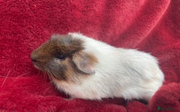 Guinea Pig rodents for sale: Boy Guinea Pigs  - Image 3