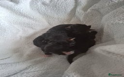 Mixed Breed cats for sale: 3 kittens for sale - Image 5