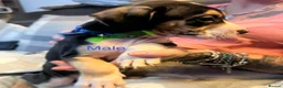 American Bulldog dogs for sale: American bulldog puppies  - Advert 13