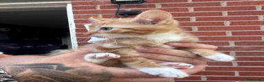 Mixed Breed 1