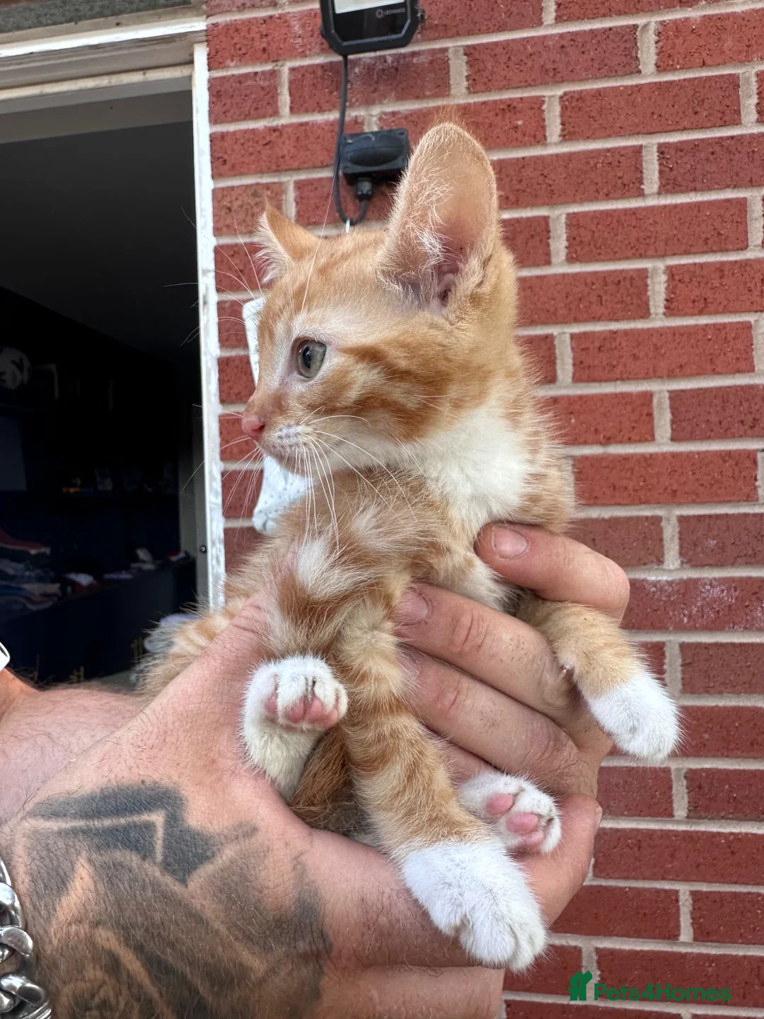 Mixed Breed cats for sale: Kittens    in Derby - Advert 2