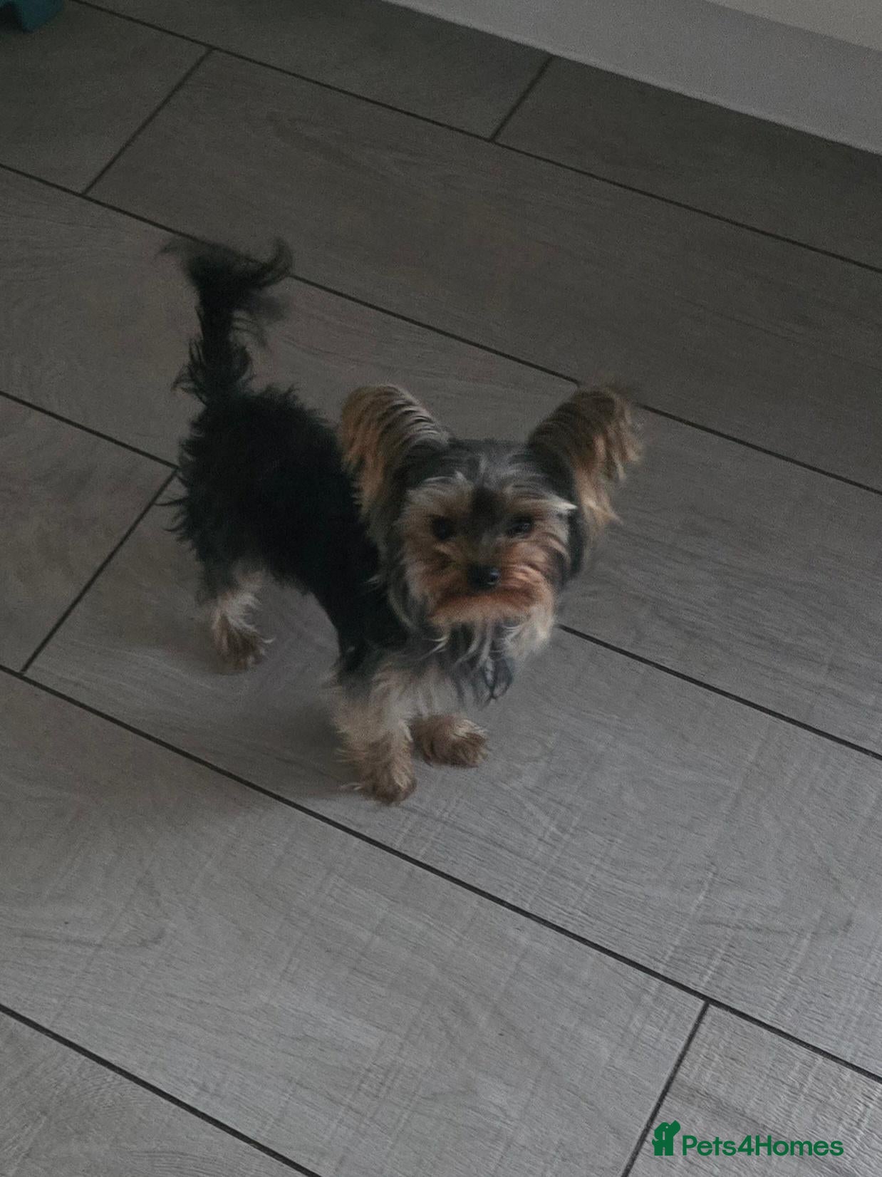 Yorkshire Terrier dogs Tiny boy yorkie Teddie - Advert 7
