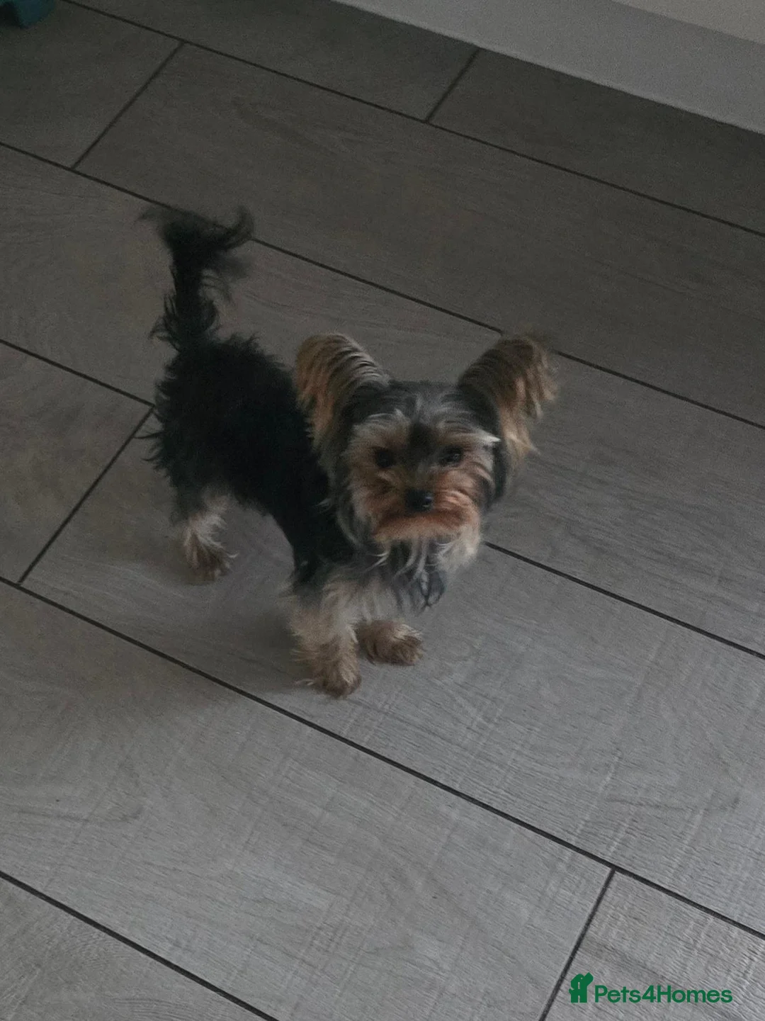 Yorkshire Terrier dogs for sale: Tiny boy yorkie Teddie - Advert 1
