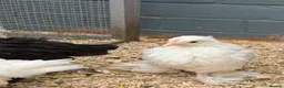 Chickens poultry for sale: Young booted bantams  - Advert 4