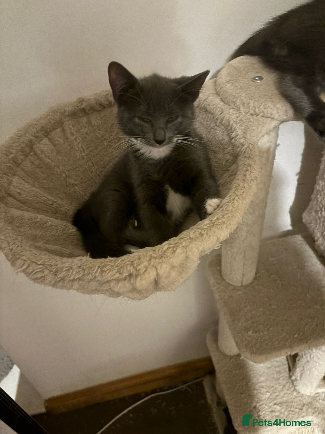 Domestic Shorthair cats for sale: 3 Grey Kittens ready for their new adventure!  - Image 5