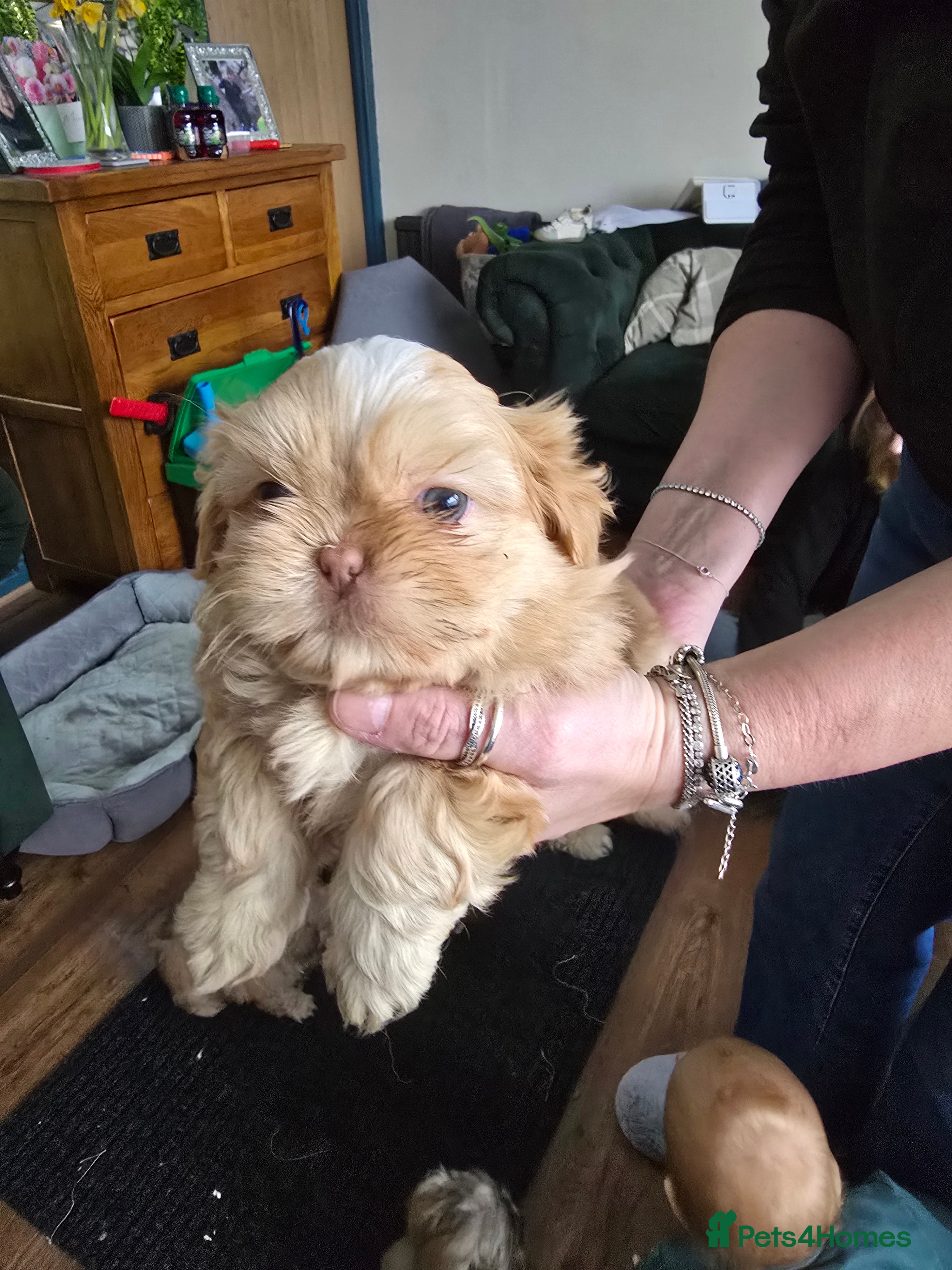 Shih Tzu dogs Beautiful shih tzu pups - Advert 3