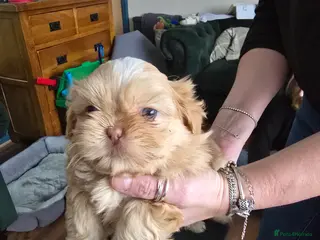 Shih Tzu dogs Beautiful shih tzu pups - Advert 3