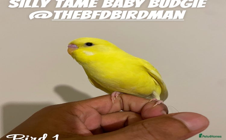 Budgerigars birds - Advert 2