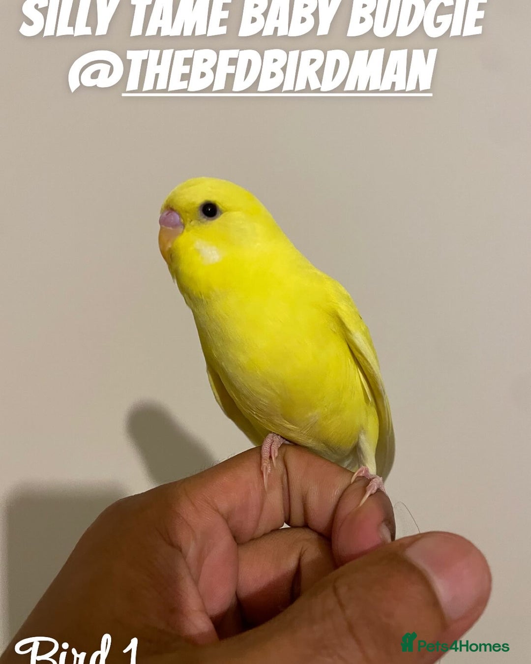 Budgerigars birds for sale: 100% SILLY TAME BABY BUDGIES - Image 1