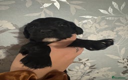 Cocker Spaniel dogs for sale: 1 BOY LEFT Stunning Cocker Spaniel puppies - Image 1