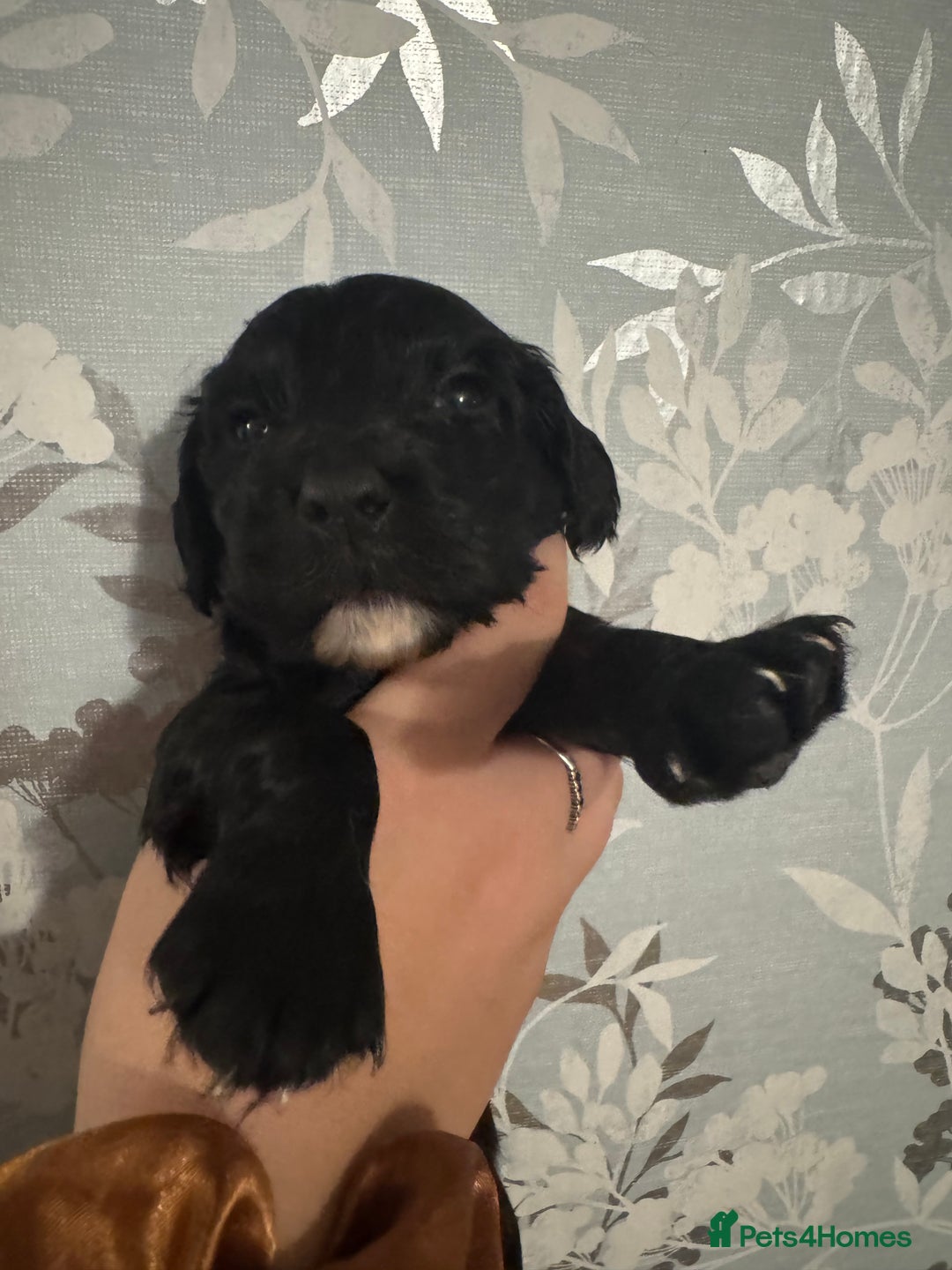 Cocker Spaniel dogs for sale: 1 BOY LEFT Stunning Cocker Spaniel puppies - Image 1