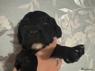 Cocker Spaniel dogs - Advert 7