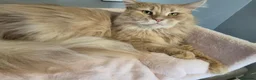 Maine Coon cats for sale: Maine coon GCCF registered - Advert 3