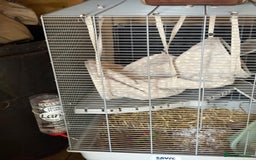 Ferret rodents for sale: 1 boy 1 girl ferrets  - Image 7