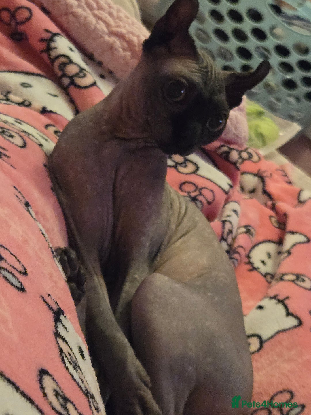 Sphynx cats for sale: Gorgeous girl - Image 4