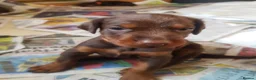 Dobermann dogs for sale: Adorable Doberman puppies  - Advert 25