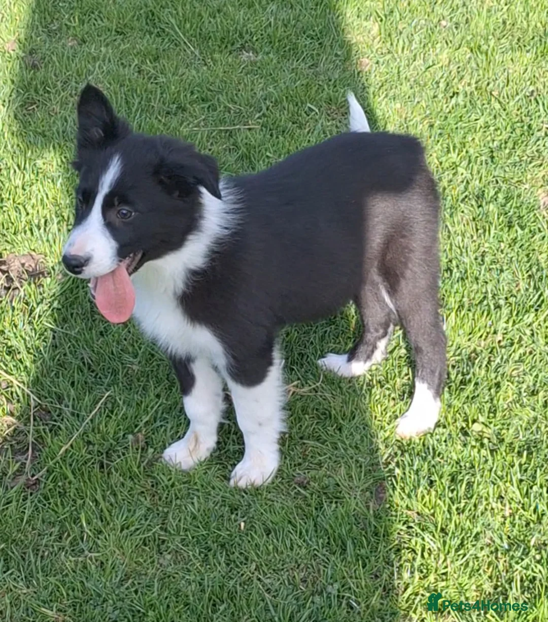 Border Collie dogs for sale: 6 adorable border collie pups in Bala - Advert 11