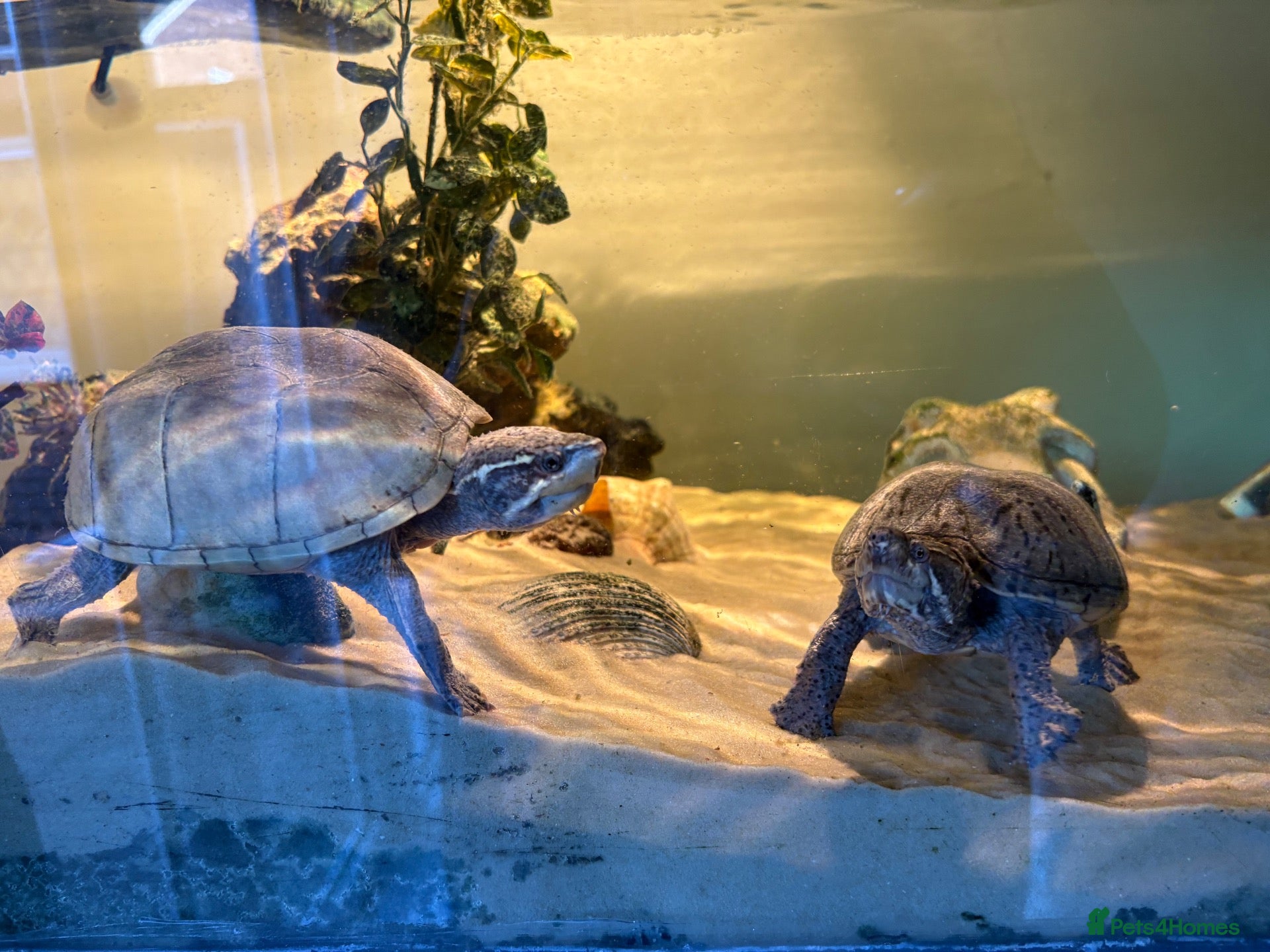 Turtle reptiles 2 musk turtles need rehoming - Advert 2