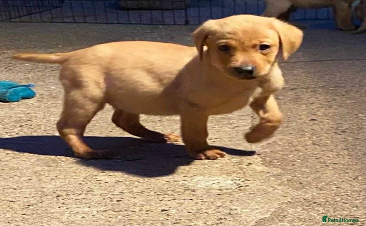 Labrador Retriever dogs - Advert 3
