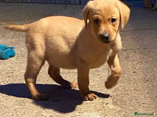 Labrador Retriever dogs - Advert 5
