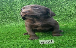 Cockerdor dogs for sale: READY NOW CHOCOLATE COCKERDORS - Image 4