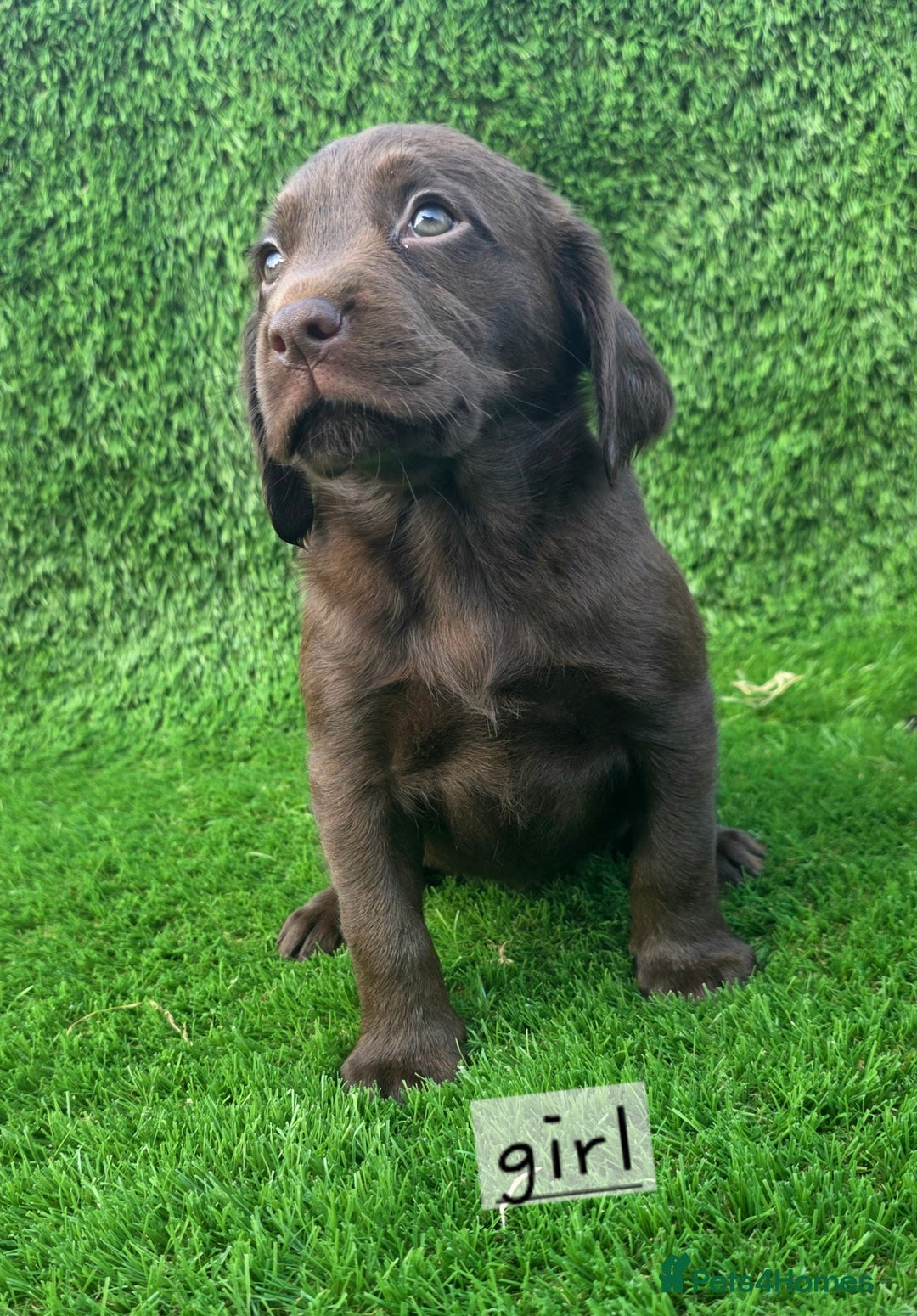 Cockerdor dogs for sale: READY NOW CHOCOLATE COCKERDORS - Image 4