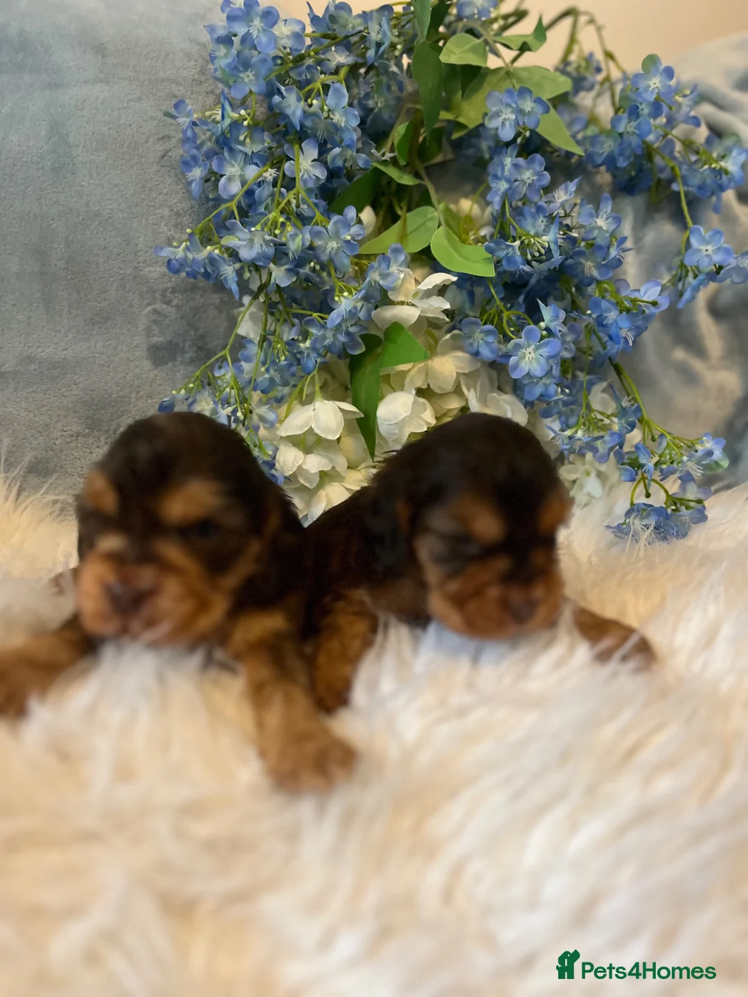 Cocker Spaniel dogs for sale: Show type cocker spaniel puppy’s  - Advert 1