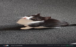 Mixed Breed cats for sale: Kitten for sale - Image 5