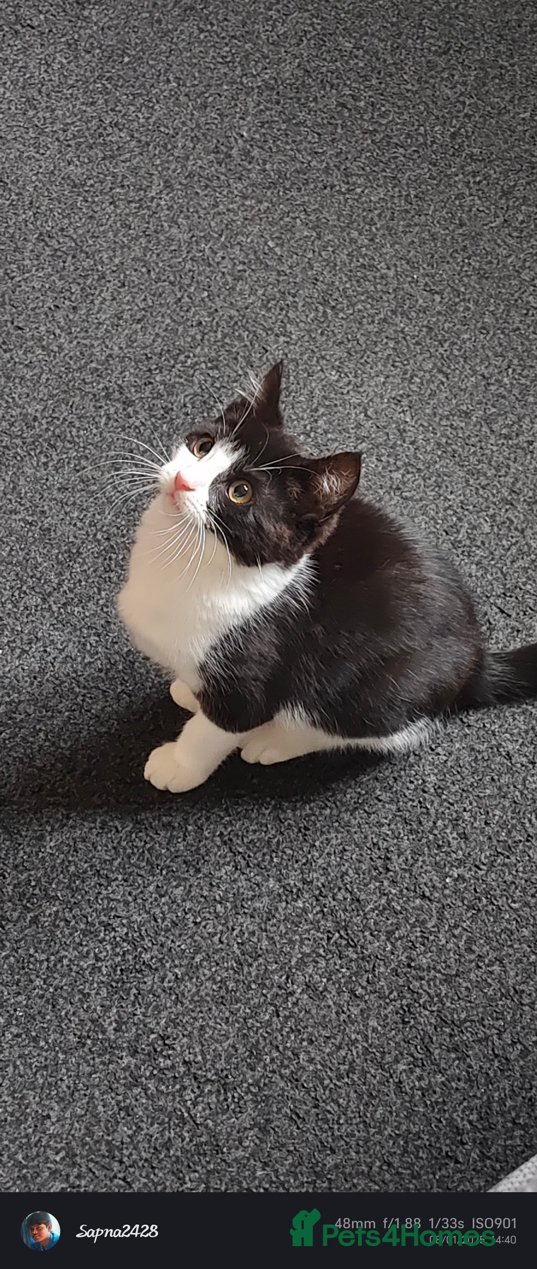 Mixed Breed cats for sale: Kitten for sale - Image 5
