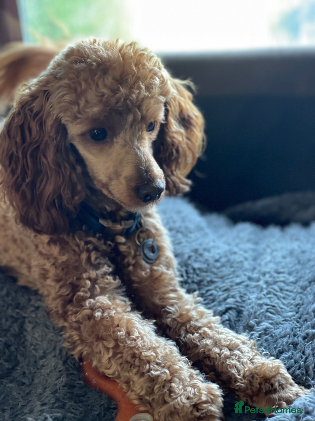 Toy Poodle dogs for stud: Beautiful, proven toy poodle for stud - Advert 6