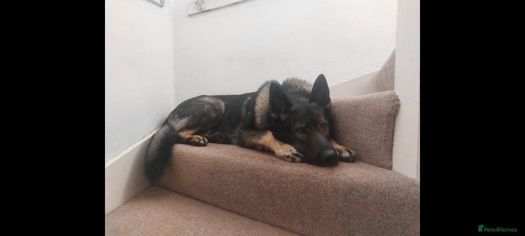 German Shepherd dogs for stud: Stud available, KC Reg, Sable GSD - Advert 5