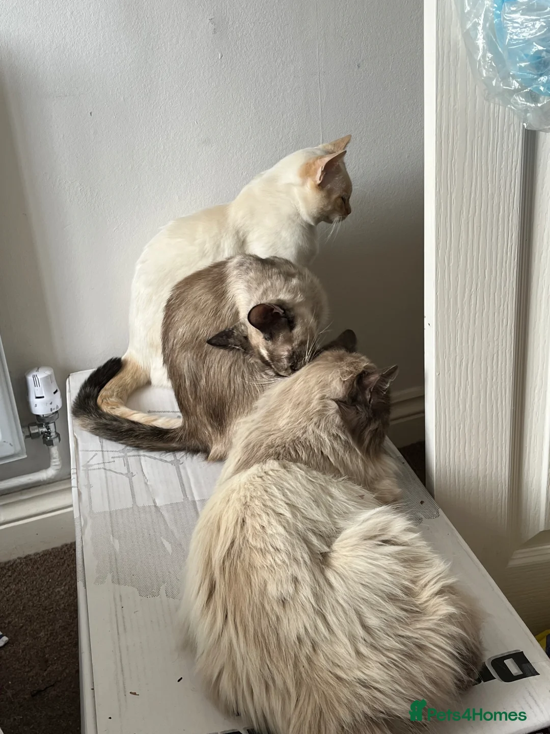 Ragdoll cats for sale: Gorgeous Ragdoll Kittens - Advert 18