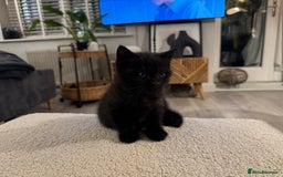 British Shorthair cats for sale: Black British Shorthair  - Image 5
