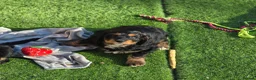 Cavapoo dogs for sale: Health tested Standard (cuddle) Cavapoos - Advert 13