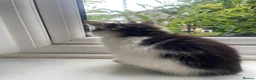 Mixed Breed cats for sale: Fluffy babies - Advert 9