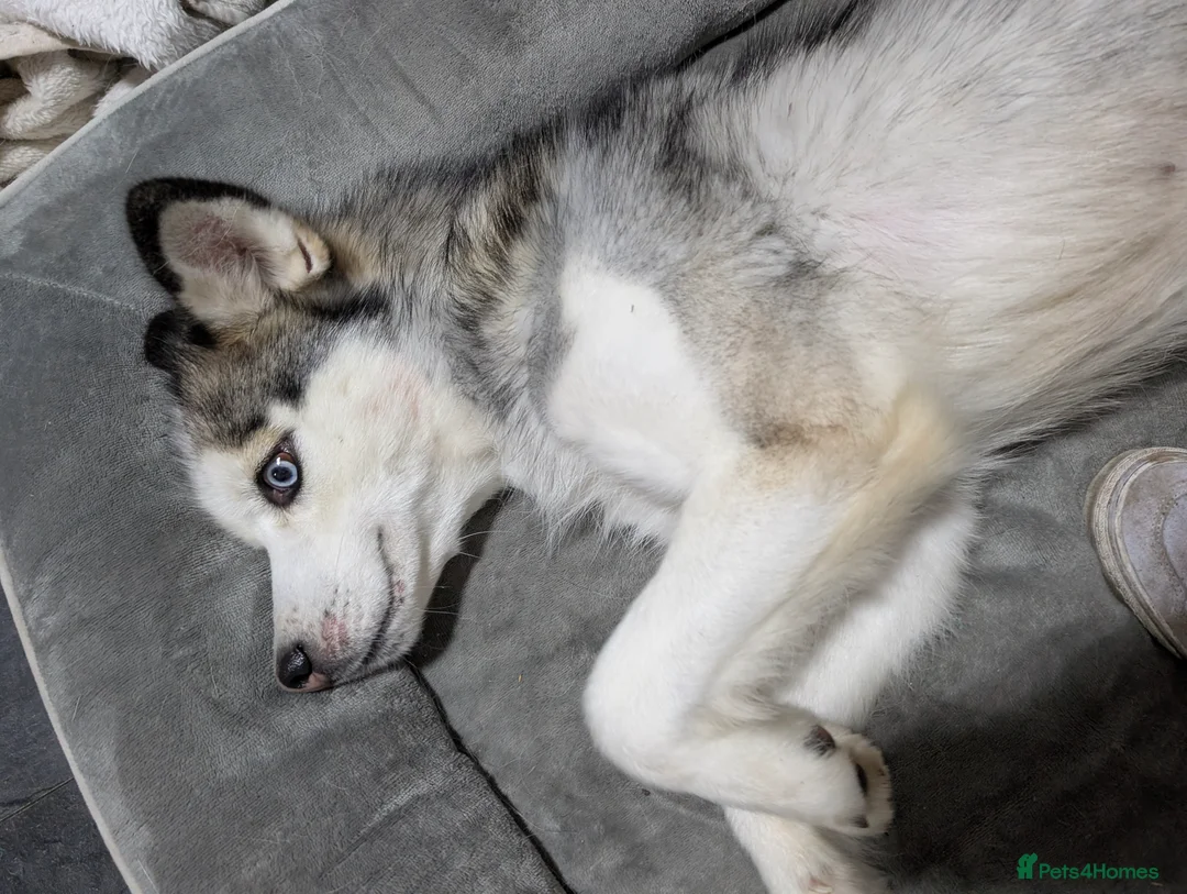 Siberian Husky dogs for sale: Shenzi 21months old  - Advert 1