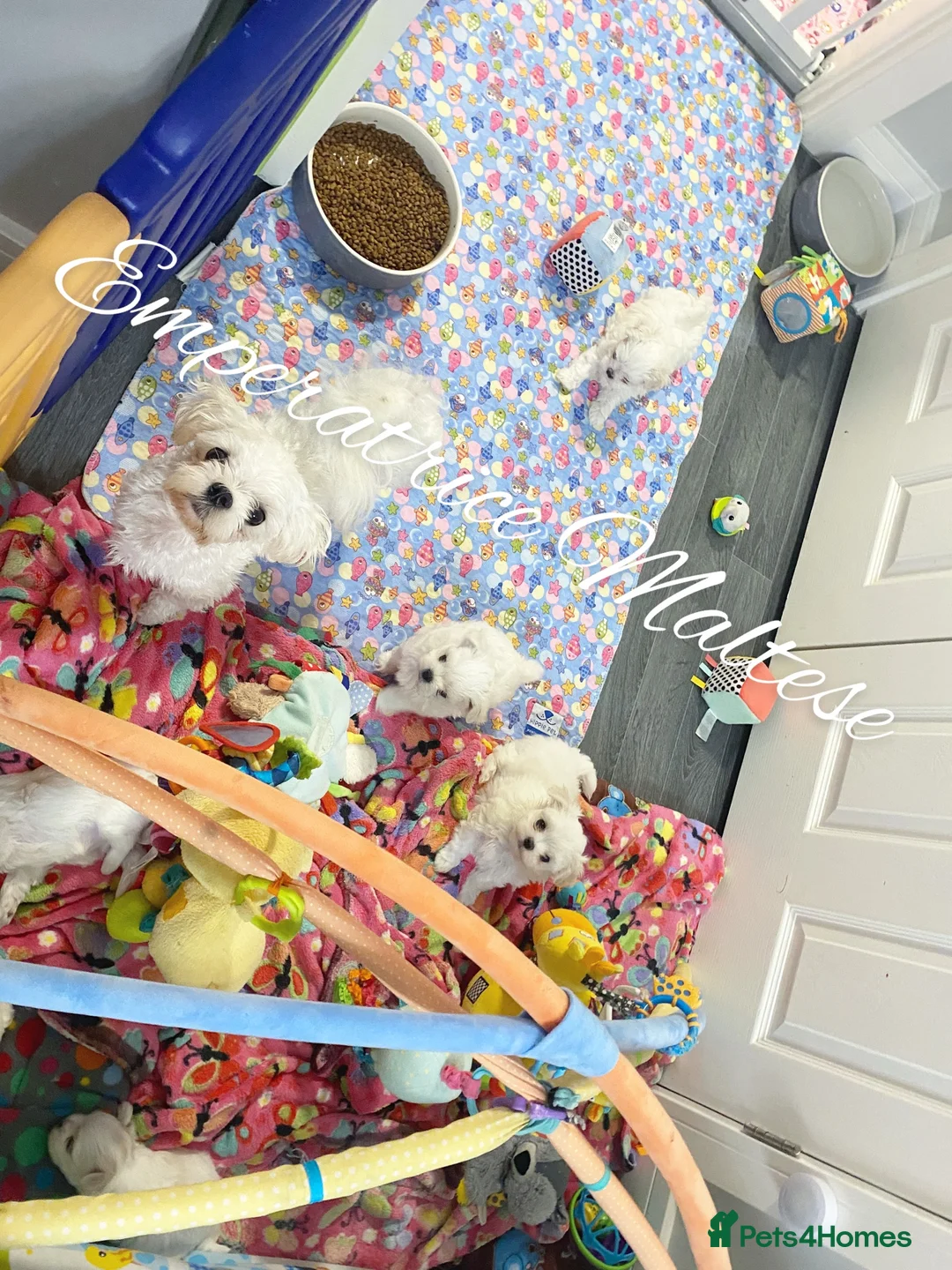 Maltese dogs for sale: Exclusive Tiny Kc Reg. Maltese By Emperatrice  - Advert 18