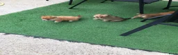 Pomchi dogs for sale: Pomchi puppies  - Advert 21