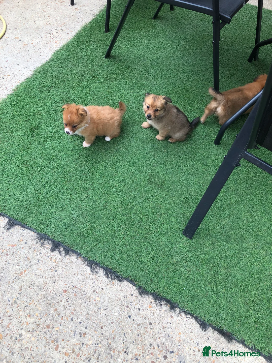 Pomchi dogs for sale: Pomchi puppies  - Advert 21