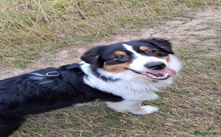 Australian Shepherd dogs - Advert 1