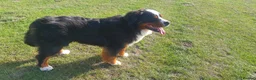 Bernese Mountain Dog dogs for stud: Bernese mountain dog-proven stud in Boston - Advert 4