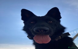 German Shepherd dogs for stud: Stunning black GSD - exceptional health and temper - Image 2