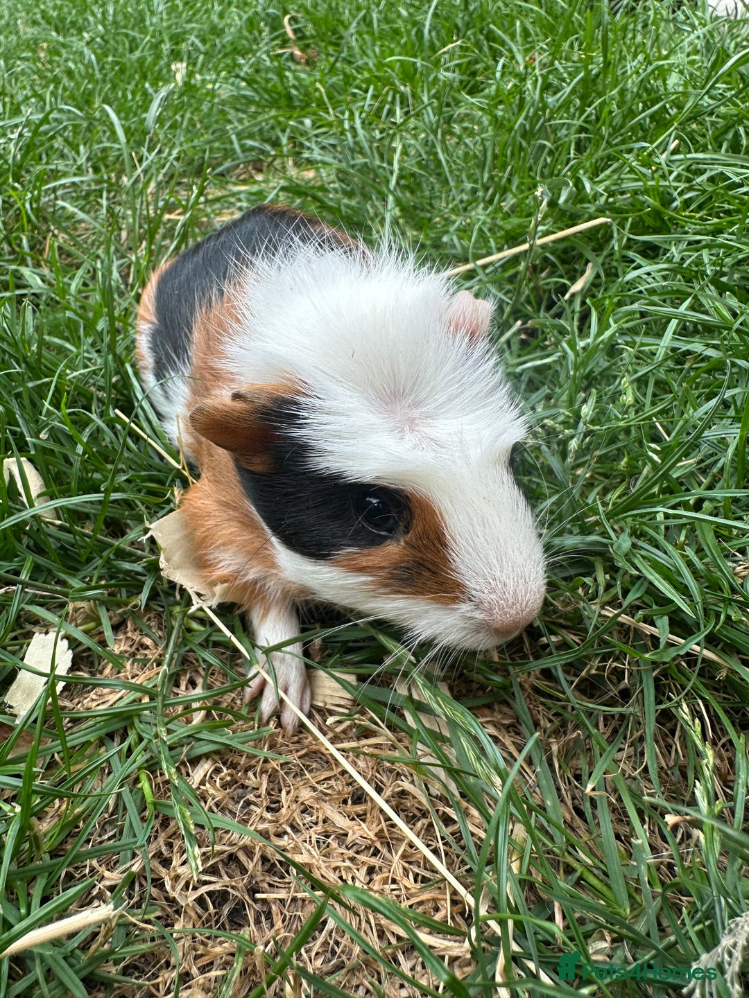 Guinea Pig rodents for sale: Male Guinea Pigs For Sale  - Image 5