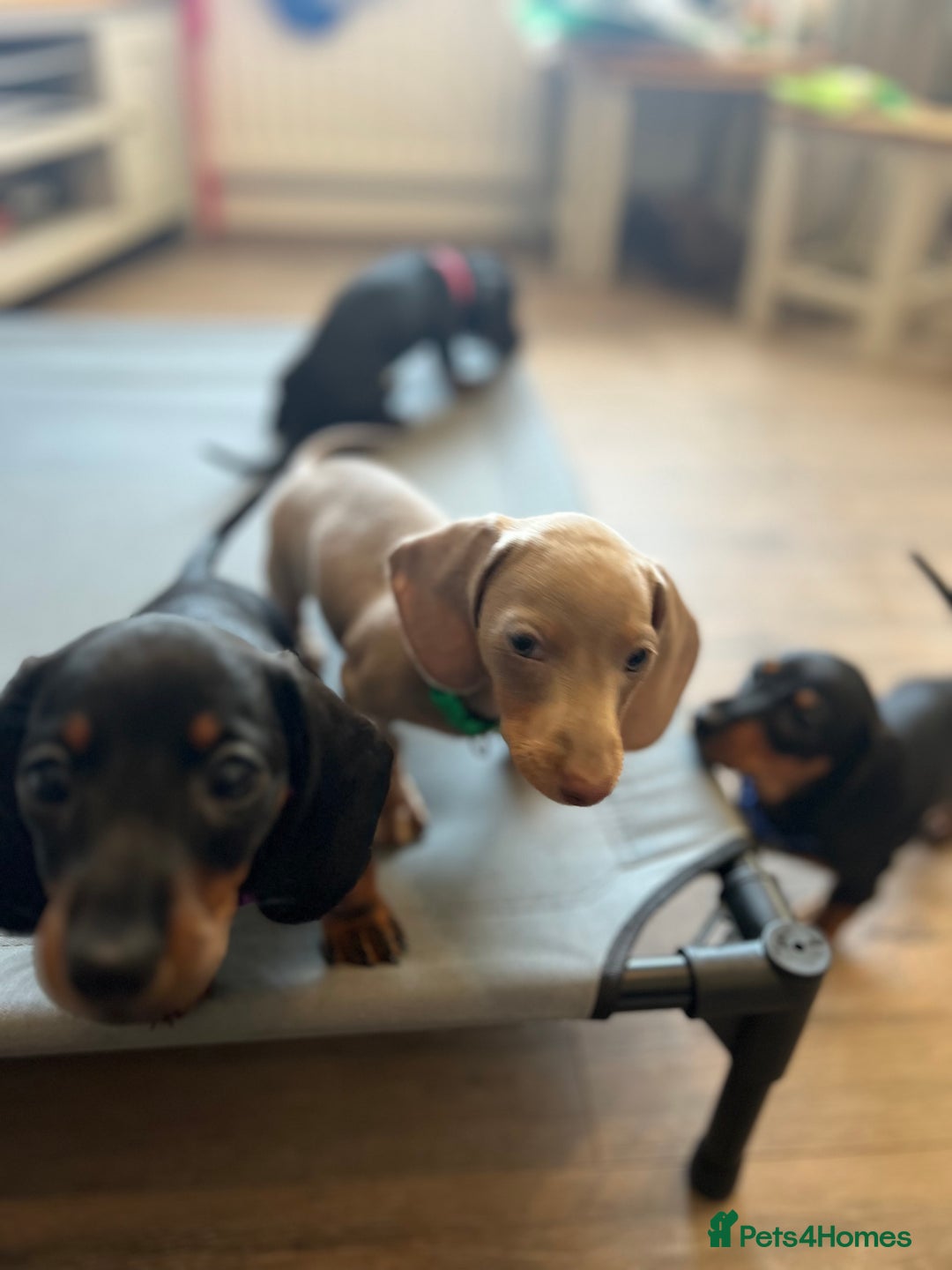 Miniature Dachshund dogs for sale: KC mini dachshund Black n Tan girl ready to home  - Image 28