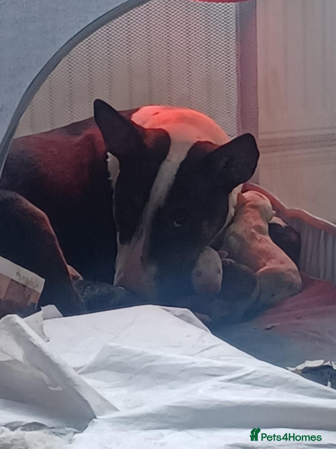 English Bull Terrier dogs for sale: English Bull Terrier pups - Image 10