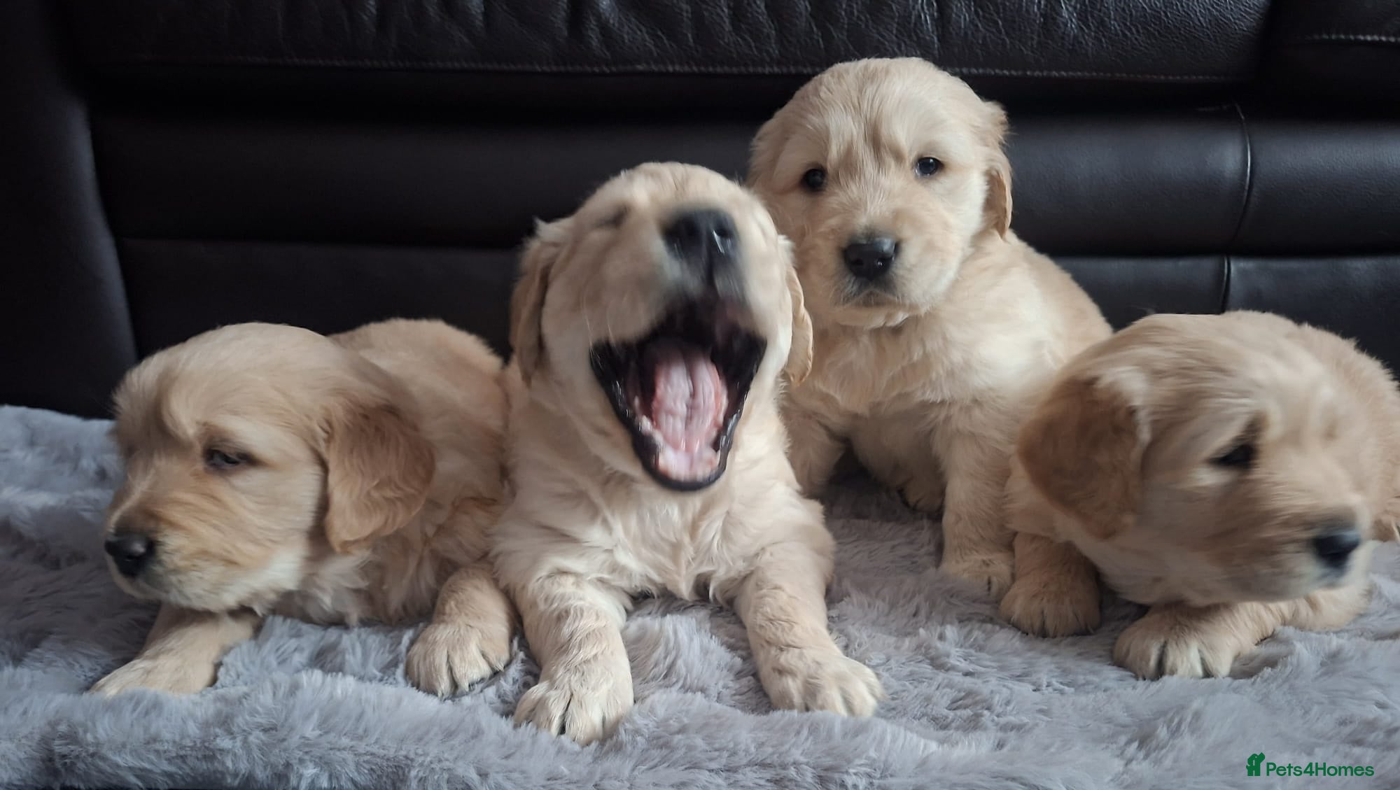 Golden Retriever dogs  1 boy & 1 girl KC registered  - Advert 14