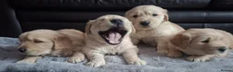 Golden Retriever dogs for sale: 1 KC girl ready for a new home! - Advert 15