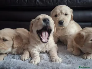 Golden Retriever dogs 1 boy & 1 girl KC registered - Advert 15